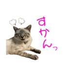 SUGAですけどなにか？（個別スタンプ：11）