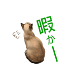 SUGAですけどなにか？（個別スタンプ：12）