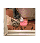 SUGAですけどなにか？（個別スタンプ：15）