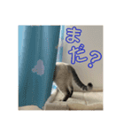 SUGAですけどなにか？（個別スタンプ：16）