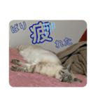 SUGAですけどなにか？（個別スタンプ：19）