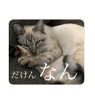 SUGAですけどなにか？（個別スタンプ：20）