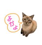 SUGAですけどなにか？（個別スタンプ：21）