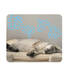SUGAですけどなにか？（個別スタンプ：22）