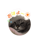 チョコちゃんとミントちゃん（個別スタンプ：1）