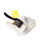 チョコちゃんとミントちゃん（個別スタンプ：5）