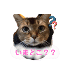 チョコちゃんとミントちゃん（個別スタンプ：16）