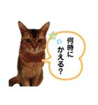 チョコちゃんとミントちゃん（個別スタンプ：19）