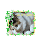 best にゃんneko（個別スタンプ：1）