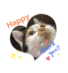 best にゃんneko（個別スタンプ：8）