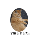 猫の写真で一言。（個別スタンプ：1）