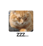 猫の写真で一言。（個別スタンプ：2）