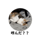 猫の写真で一言。（個別スタンプ：4）