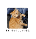 猫の写真で一言。（個別スタンプ：5）