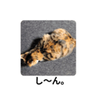 猫の写真で一言。（個別スタンプ：6）
