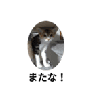 猫の写真で一言。（個別スタンプ：7）