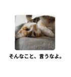 猫の写真で一言。（個別スタンプ：8）