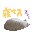 ご近所みぃちゃん2（個別スタンプ：1）