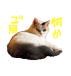 ご近所みぃちゃん2（個別スタンプ：4）