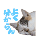 ご近所みぃちゃん2（個別スタンプ：6）