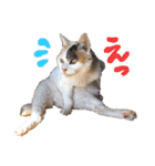 ご近所みぃちゃん2（個別スタンプ：9）