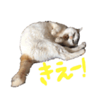 ご近所みぃちゃん2（個別スタンプ：17）