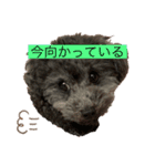 トイプードルのあもんちゃん（個別スタンプ：3）