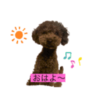 トイプードルのあもんちゃん（個別スタンプ：4）