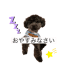 トイプードルのあもんちゃん（個別スタンプ：5）