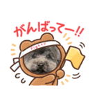 トイプードルのあもんちゃん（個別スタンプ：6）