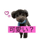 トイプードルのあもんちゃん（個別スタンプ：14）
