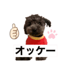 トイプードルのあもんちゃん（個別スタンプ：15）