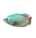 熱帯魚 グラミー と 文字（個別スタンプ：1）