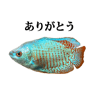 熱帯魚 グラミー と 文字（個別スタンプ：2）