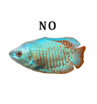 熱帯魚 グラミー と 文字（個別スタンプ：11）