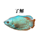 熱帯魚 グラミー と 文字（個別スタンプ：14）