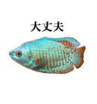 熱帯魚 グラミー と 文字（個別スタンプ：15）