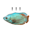 熱帯魚 グラミー と 文字（個別スタンプ：26）