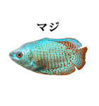 熱帯魚 グラミー と 文字（個別スタンプ：36）