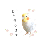 オカメインコのこんち·͜· *（個別スタンプ：6）