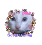 笑える猫たち（個別スタンプ：1）