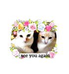 笑える猫たち（個別スタンプ：3）