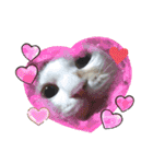 笑える猫たち（個別スタンプ：5）