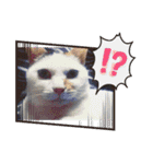 笑える猫たち（個別スタンプ：6）
