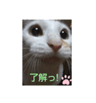 笑える猫たち（個別スタンプ：9）
