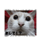笑える猫たち（個別スタンプ：10）