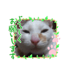 笑える猫たち（個別スタンプ：12）