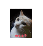 笑える猫たち（個別スタンプ：14）
