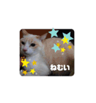 笑える猫たち（個別スタンプ：18）