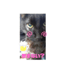 笑える猫たち（個別スタンプ：23）